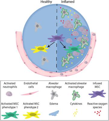 Research Progress on Strategies that can Enhance the Therapeutic Benefits of Mesenchymal Stromal Cells in Respiratory Diseases With a Specific Focus on Acute Respiratory Distress Syndrome and Other Inflammatory Lung Diseases